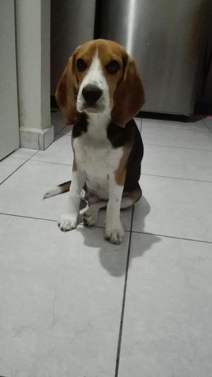 Perro Beagle 6 Meses