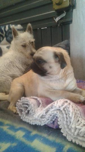 Preventa Cachorritos Pug