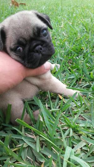 Pug Carliño Arena.