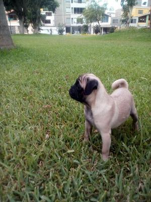 Pug Macho