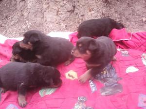 ROTTWEILER MASCOTAS LINDAS