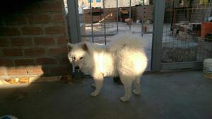 Samoyedo de 8 Meses