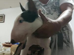 Se Vende Bull Terrier