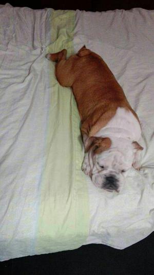 Servicio de Monta Bulldog Ingles