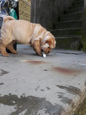 Shar Pei