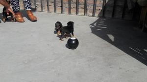 VENDO CACHORROS PINSCHER MINIATURA