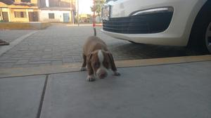 Vendo Cachorrita Pitbull