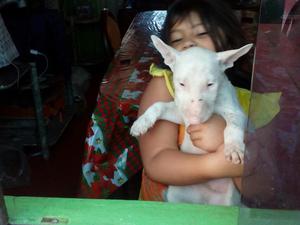 Vendo Cachorros Bull Terrier