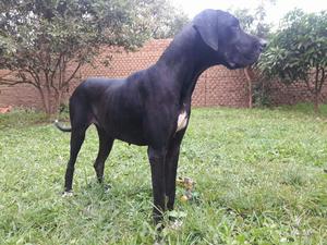 Vendo Cachorros Gran Danes 100 Puros