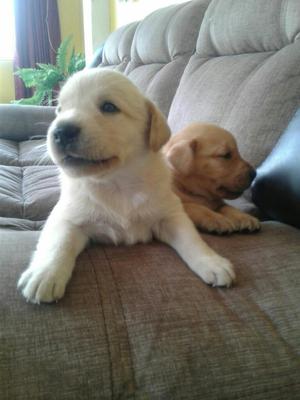 Vendo Cachorros Labradores