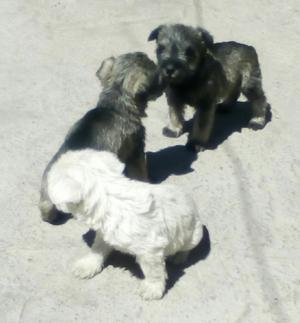 Vendo Cachorros Schnauser