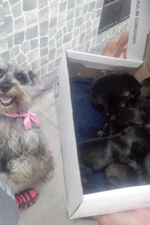 Vendo Cachorros Schnauzer silver