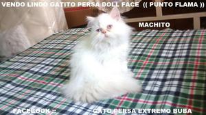 Vendo PRECIOSO Gatito Persa Doll Face //// PUNTO FLAMA ///