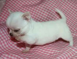 Venta de Cachorros Chihuahua Toy Blancos