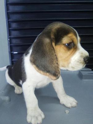 beagle cachorro tricolor