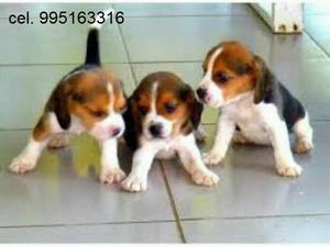 bellos amables beagle cachorros vacunados envios a