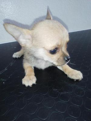 chihuahua toy