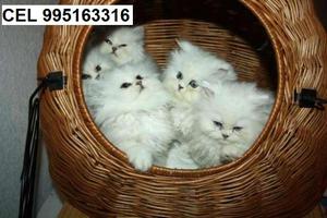 hermosos bellos amables gato persa gatitos vacunados envios