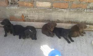 labradores