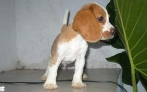 vendo cachorros beagles bicolor