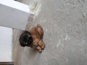 vendo lindo cachorro shitzu con pequines hembrita