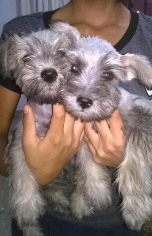 venta de cachorros schnauzer