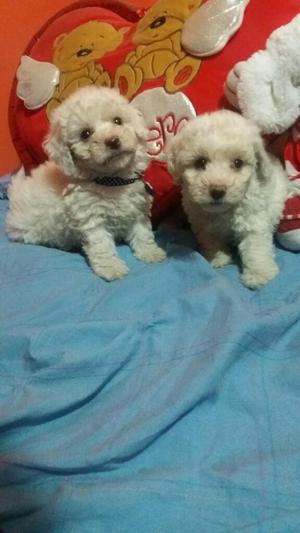 Bichon Frise