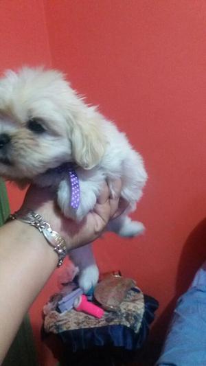 Bichon Maltes
