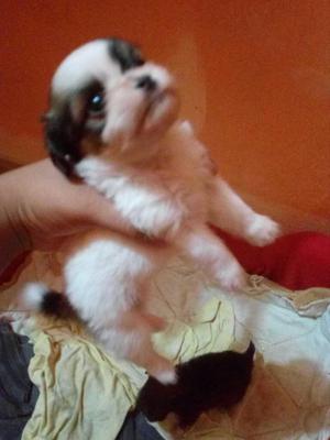 Cachorro Raza Shih Tzu Miniatura.