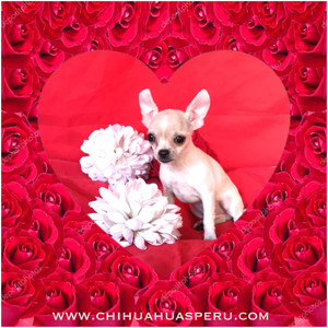 Chihuahua blanco hermoso precio de oferta!!!