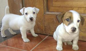 HERMOSOS JACK RUSSELL
