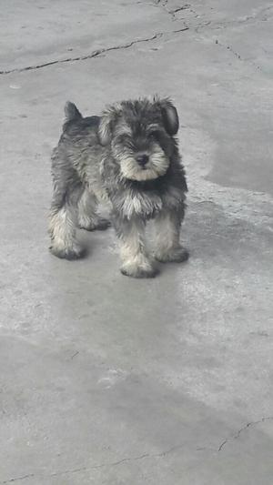 Perrita Schnauzer