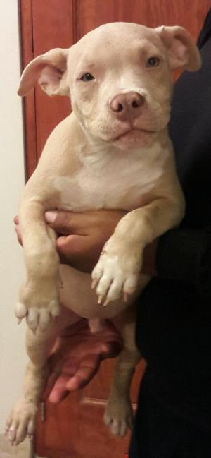 American Bully