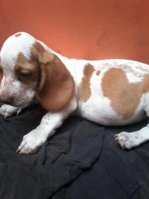 BASSET HOUND BICOLOR HENBRA A 300 SOLES