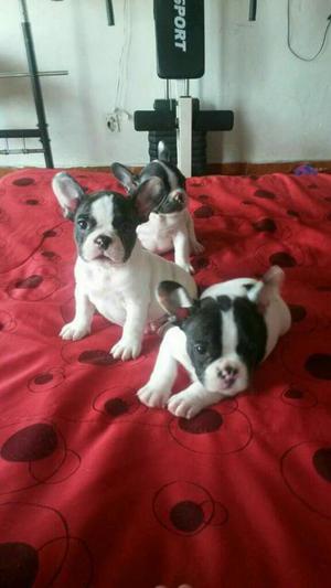 Bellizimos Bulldog Frances