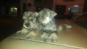 Bellos Schnauzer Miniatura