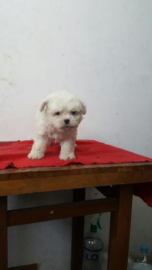 Bichon Frese