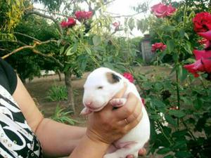 Bull Terrier