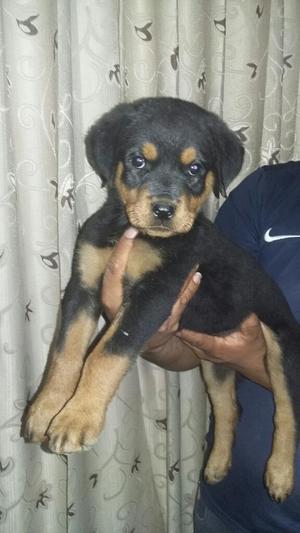 Cachorra Rotweiler