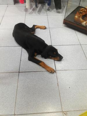 Cachorrita Doberman