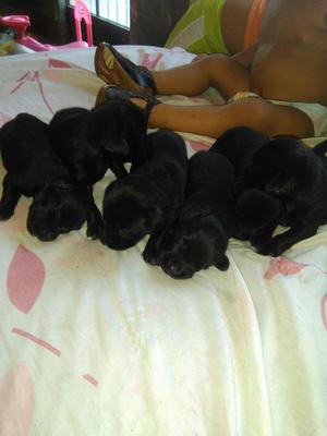 Cachorritos Labradores
