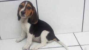 Cachorro Beagle Vacunado