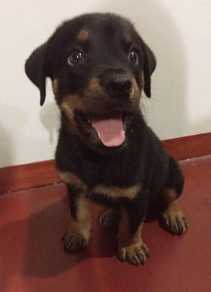 Cachorro Rottweiler 2 meses