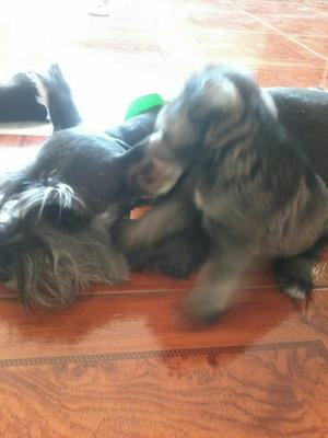 Cachorro Schnauzer en Venta