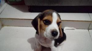 Cachorros Beagles Disponibles
