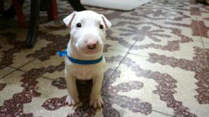 Cachorros Bull Terrier