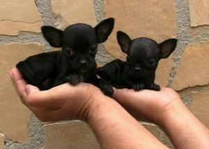 Cachorros Chihuahua Negros