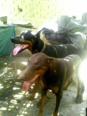 Cachorros Doberman