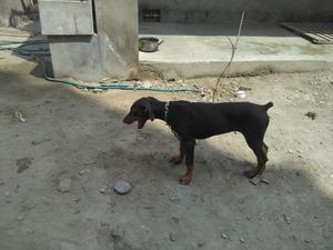 Cachorros Doberman Puros