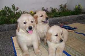 Cachorros Golden Retriever